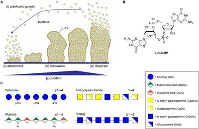 Regulation of Biofilm Exopolysaccharide Production by Cyclic Di-Guanosine Monophosphate